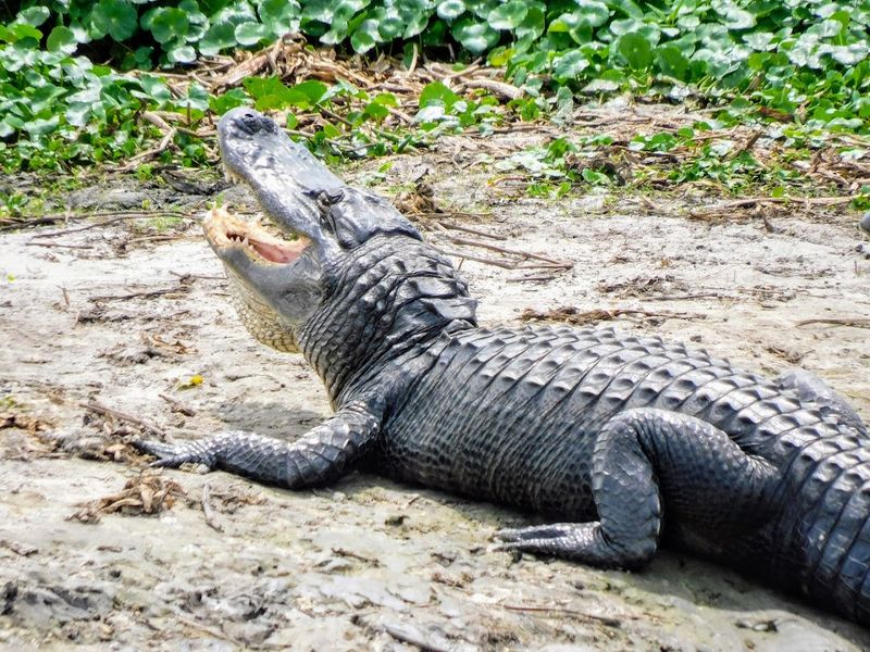 Alligators, Armadillos, And Wildflowers All In One Walk