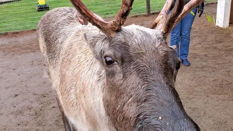 A Short Film That Turns Kids Into Reindeer Experts