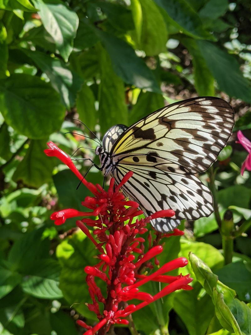 Practical Planning: Tickets, Hours, And Timing