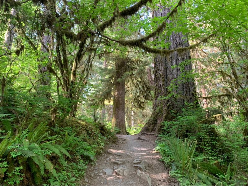 A Short Loop Inside Washington's Most Famous Rainforest