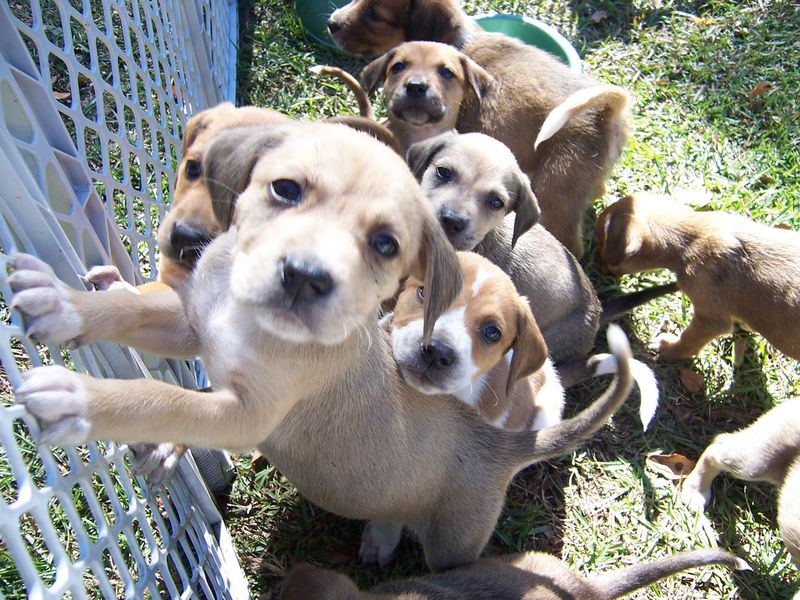 A Simple, Supportive Adoption Process