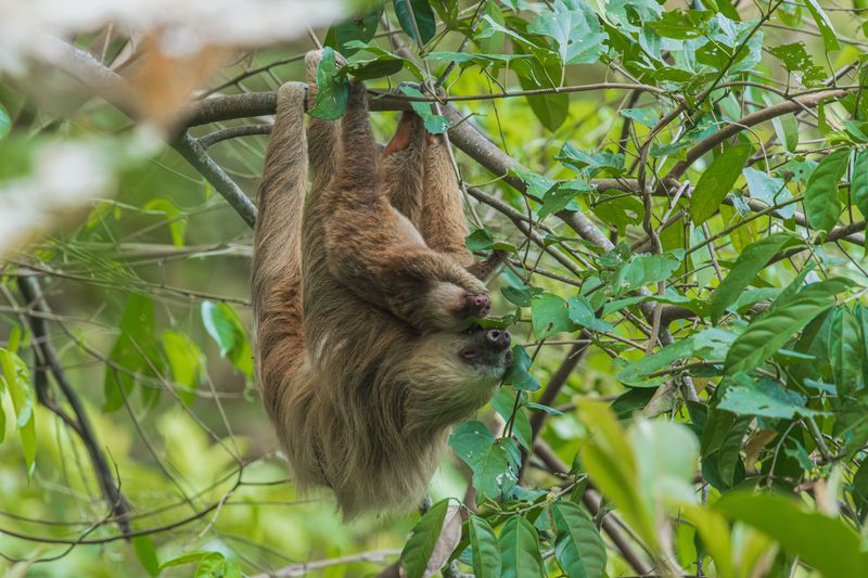 A Sloth Living Among The Birds A Sloth Living Among The Birds