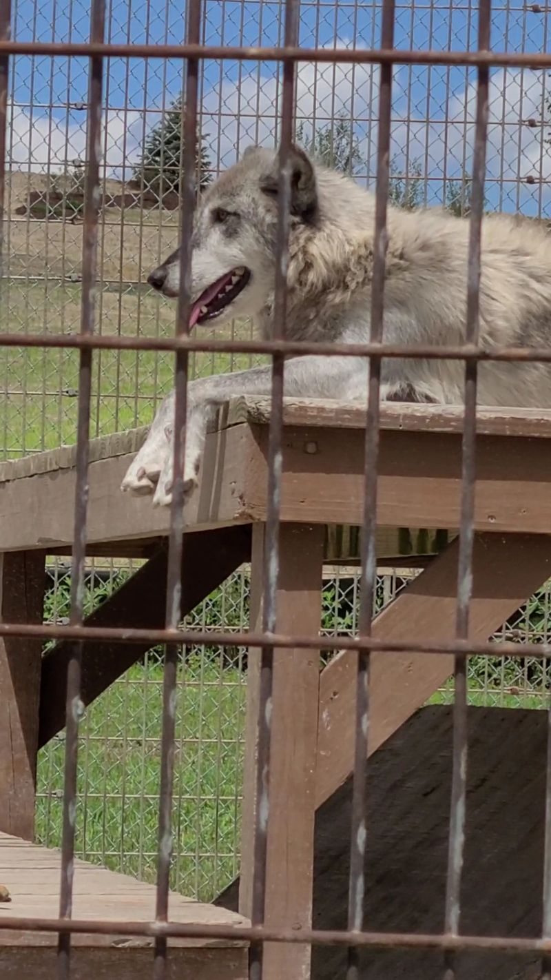 Hearing The Wolves Up Close