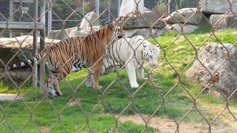 A Small Zoo Worth the Short Drive