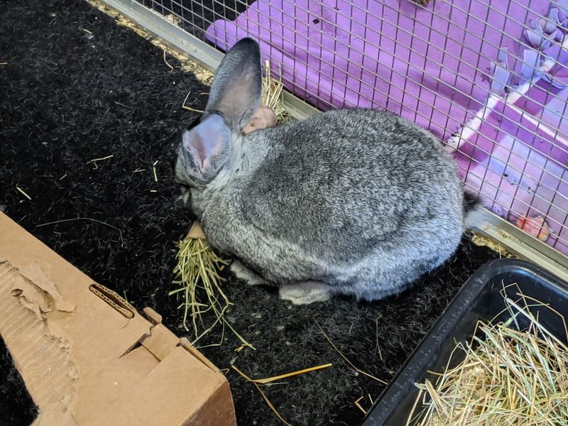 A Soft-Hearted Verdict on Rabbit Haven A Soft-Hearted Verdict on Rabbit Haven