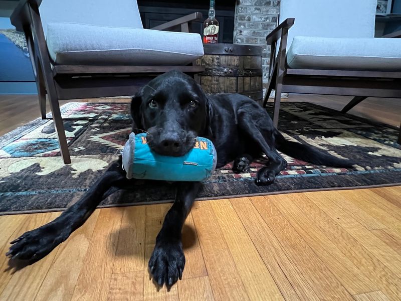 A Soft Landing For Senior And Disabled Animals