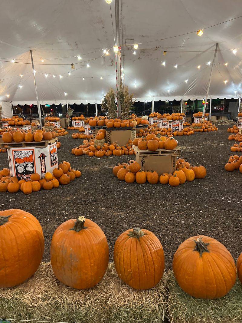 A Soft Verdict for Fall Pumpkin Hunters