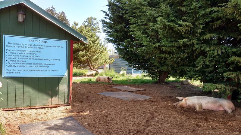 A Spotlessly Clean and Cared-For Farm