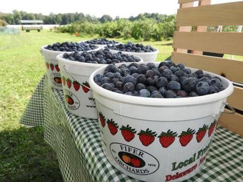 A Summer Ritual Worth Starting
