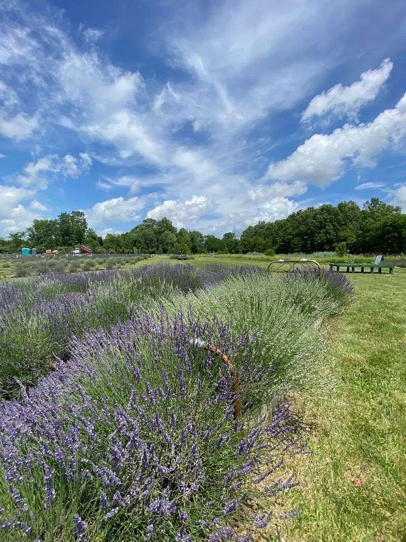 The Story Behind the Blooms