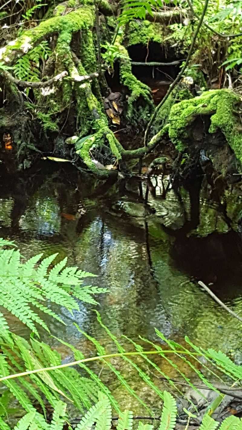 A Surprising Spring And Flowing Brook A Surprising Spring And Flowing Brook