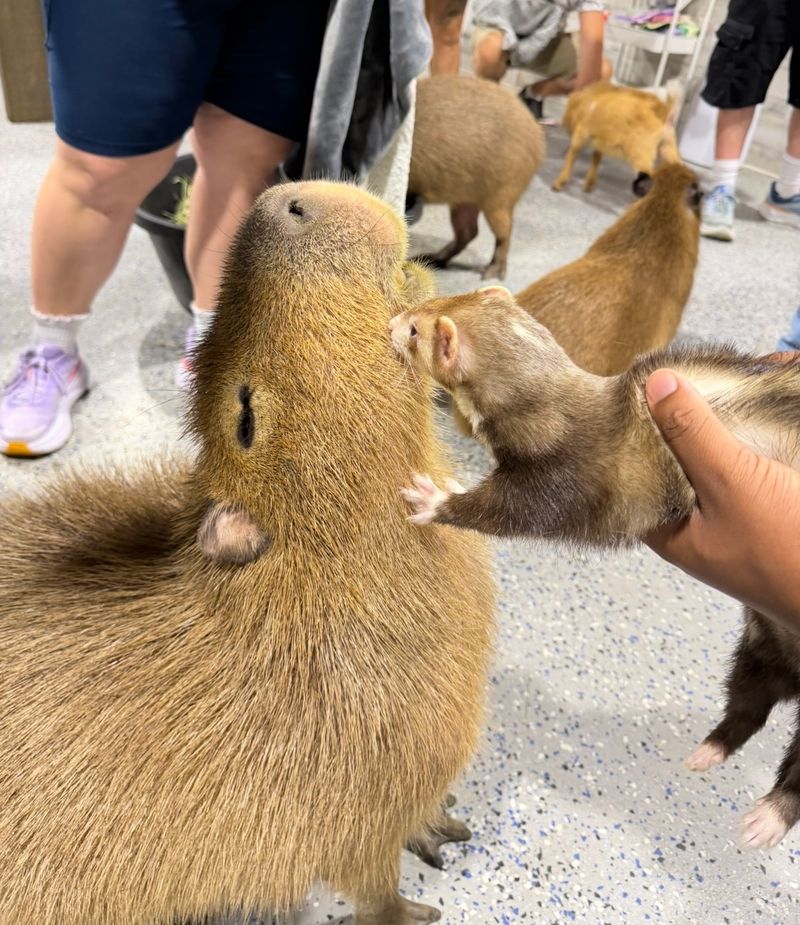 A Surprisingly Big Animal Family A Surprisingly Big Animal Family