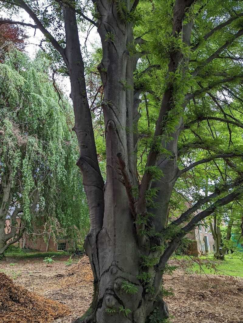 A Surprisingly Diverse Tree Collection