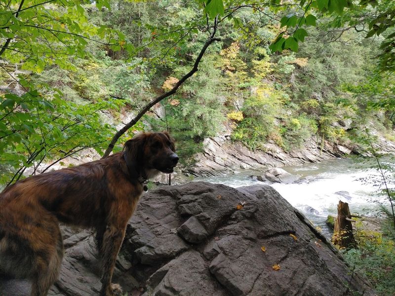 A Tail-Wagging River Walk A Tail-Wagging River Walk