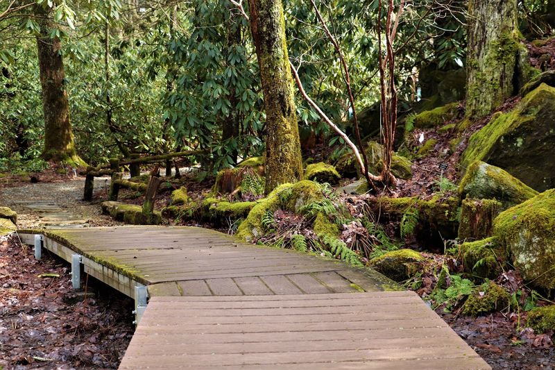 A Temperate Rainforest Wonderland A Temperate Rainforest Wonderland