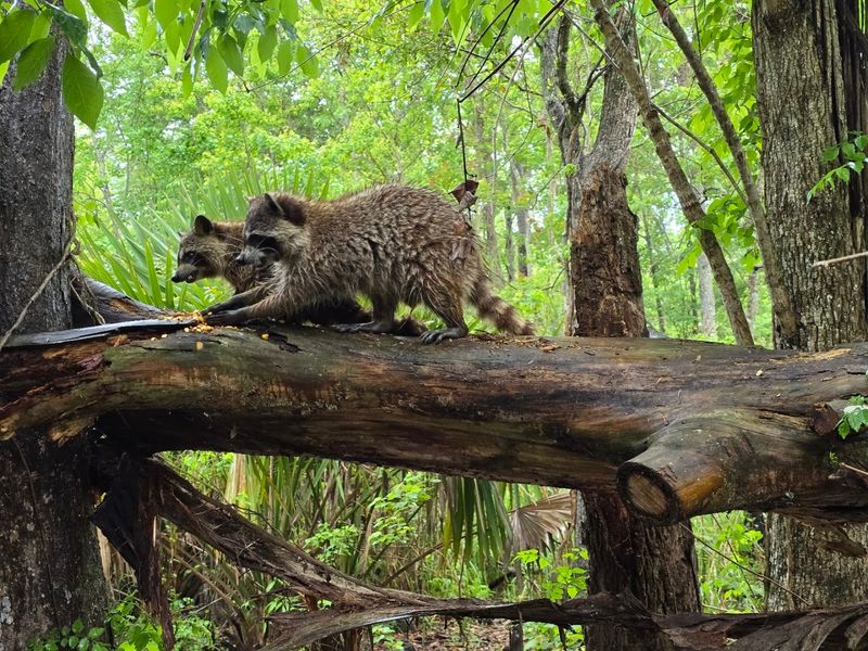 A Thriving Ecosystem Full Of Surprising Wildlife