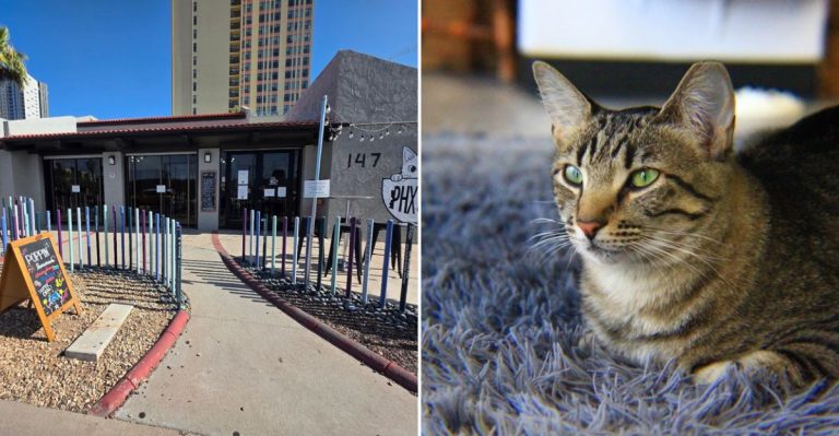 A Tiny Arizona Café Where Rescue Cats Roam While You Enjoy Your Coffee