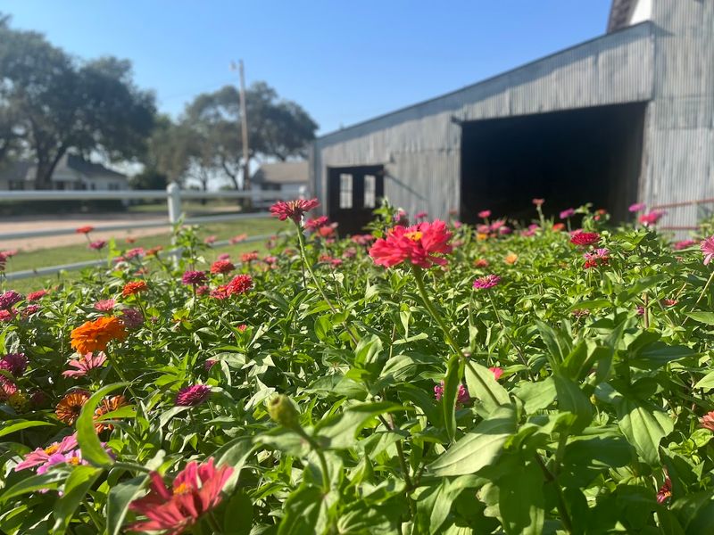A To Z Farm And Flower A To Z Farm And Flower