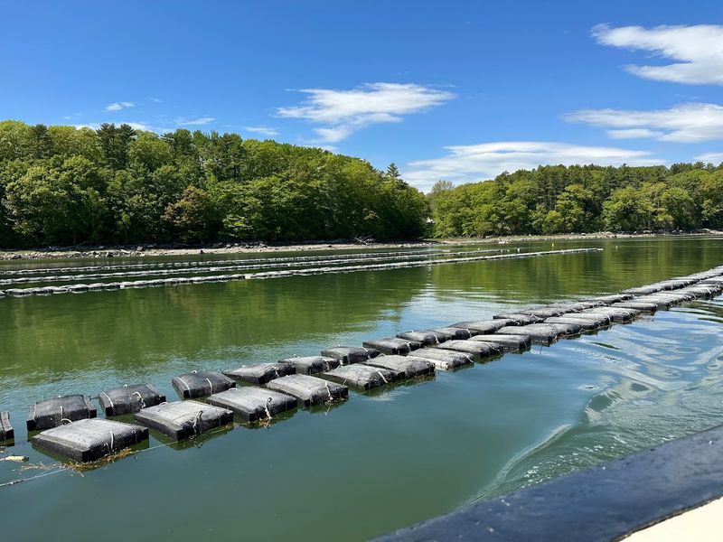 The Damariscotta River And Its Famous Oysters