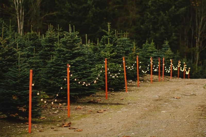 A Tree Farm in the Issaquah Foothills