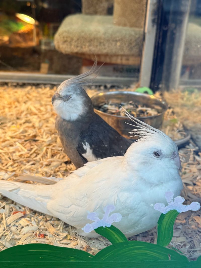A Tropical Pet Shop Full Of Surprises