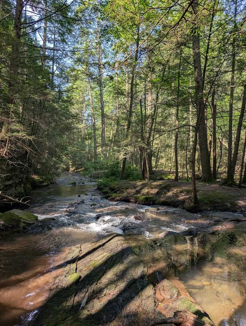 A Trout Stream For Fishing Fans A Trout Stream For Fishing Fans