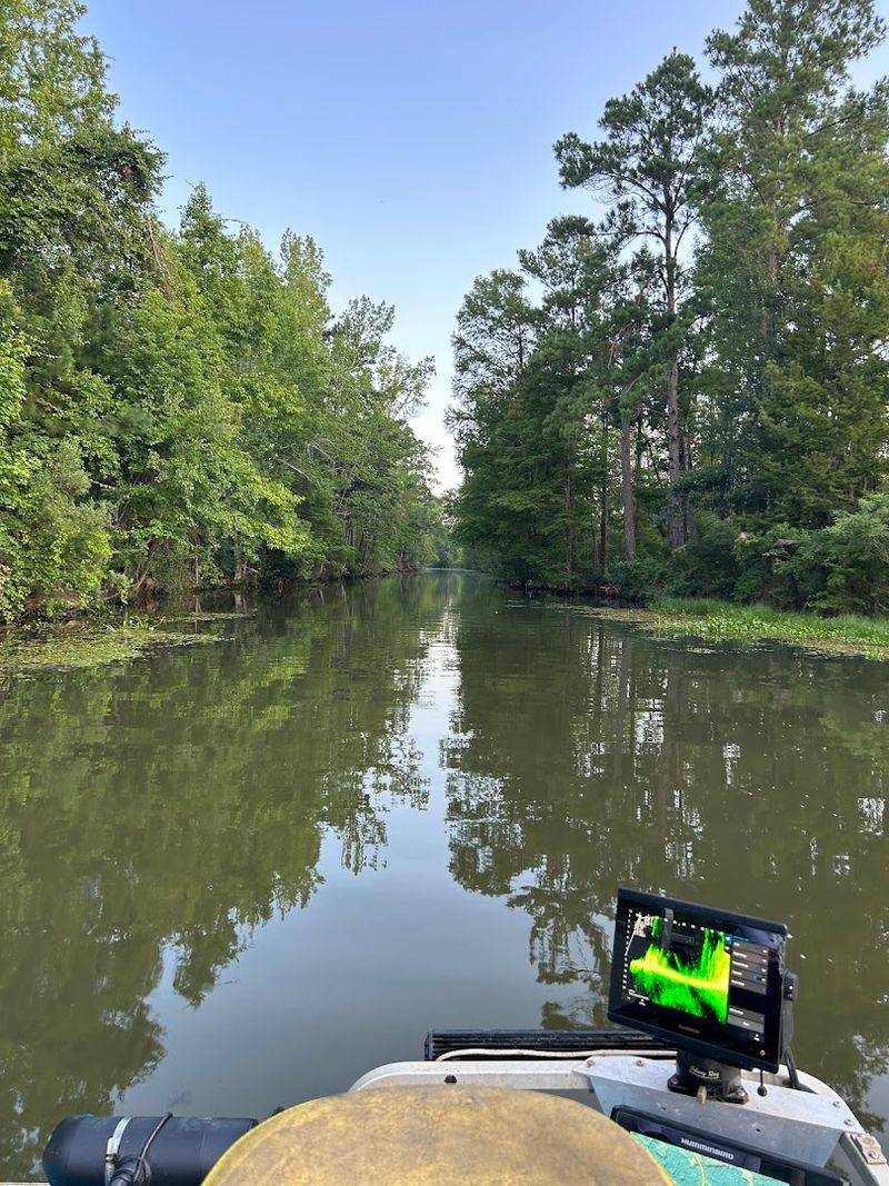 A Trout Stream In The Deep South