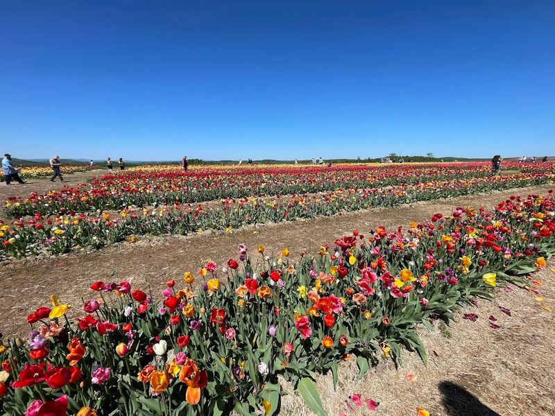 Half a Million Tulips Planted Every Single Spring
