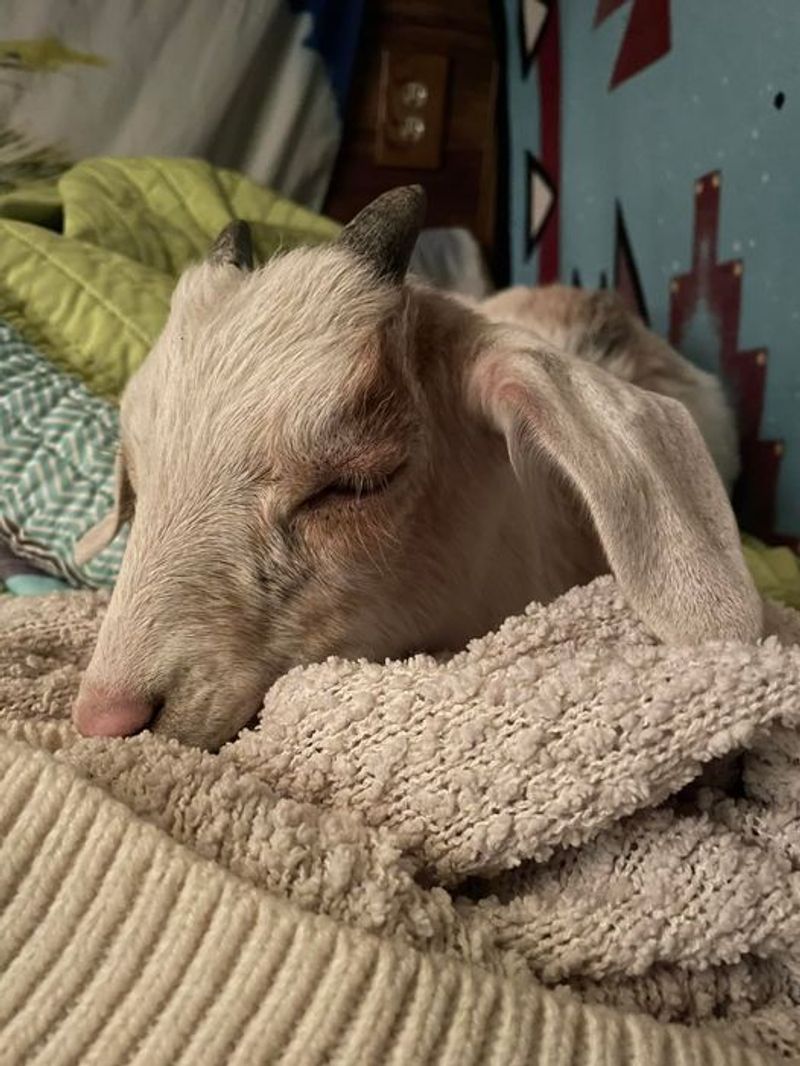A Tucson Farm Where Rescued Animals Finally Get To Relax