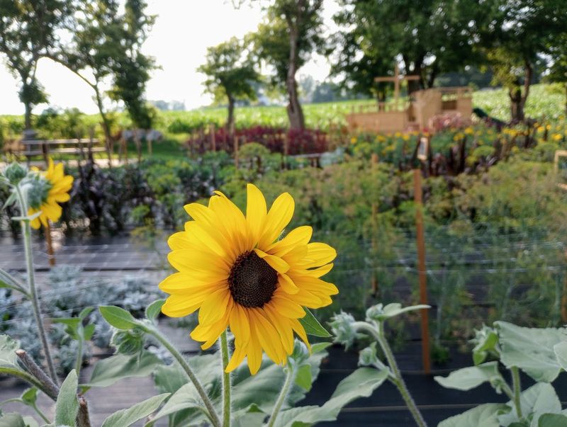 A U-Pick Flower Farm Unlike Any Other In Pennsylvania A U-Pick Flower Farm Unlike Any Other In Pennsylvania