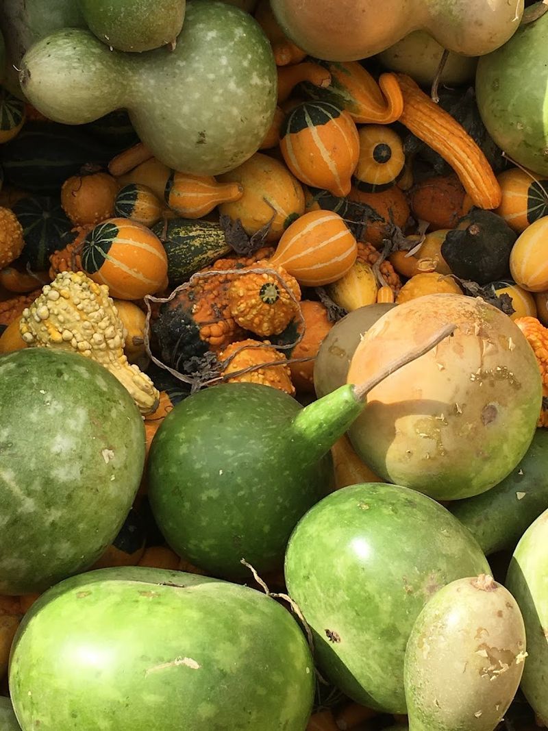A Vegetable Lineup That Would Make Any Farmers Market Jealous