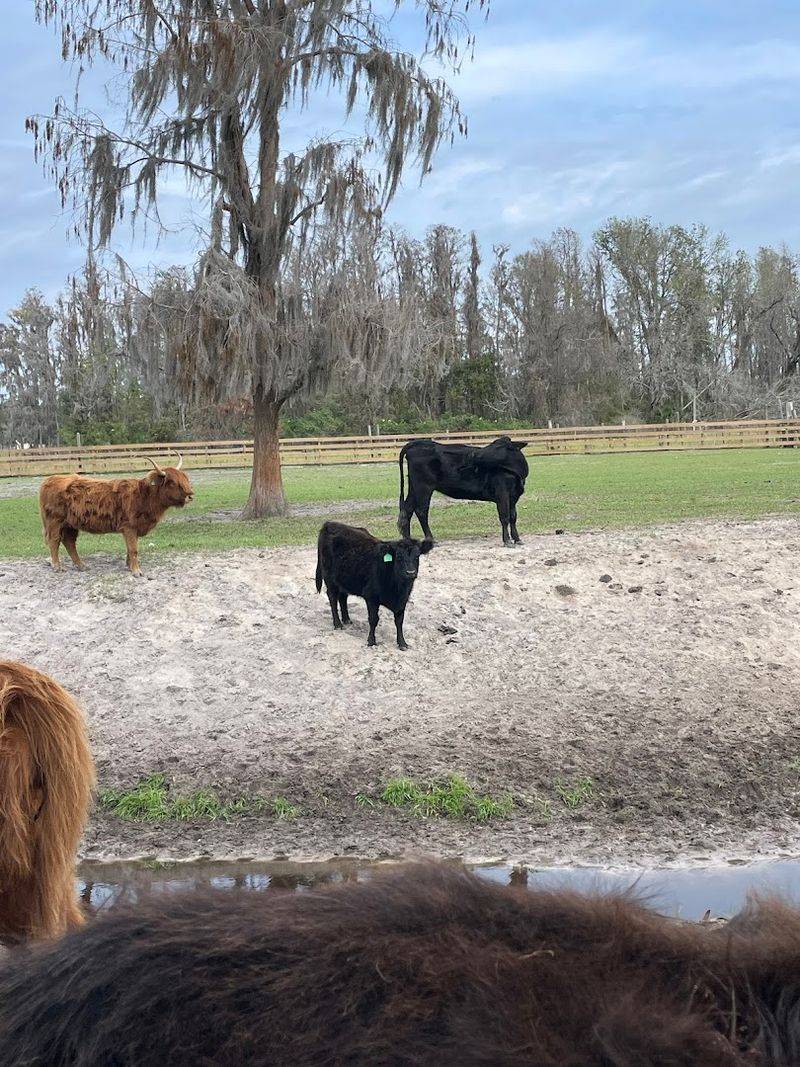 Yeti The Farm Dog Sets The Tone Immediately