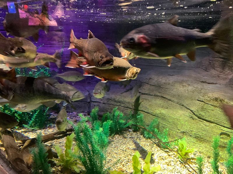 Shoaling Ring: The Calm Swirl