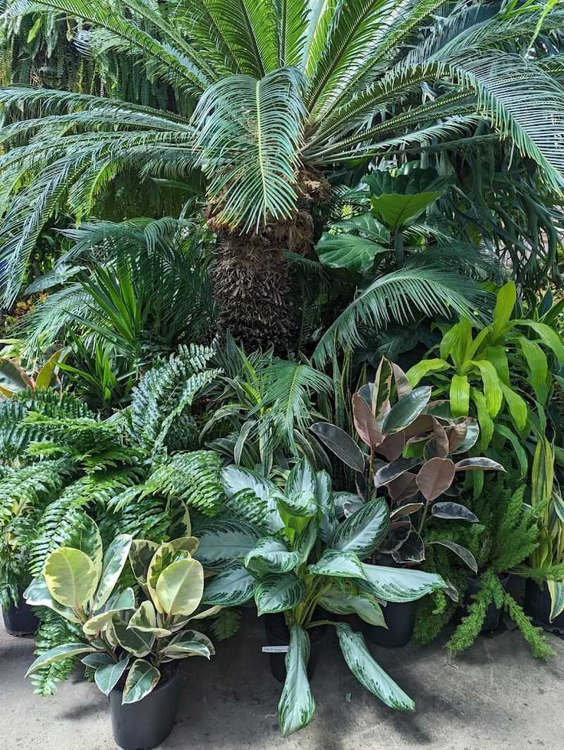 An Extraordinary Selection Of Exotic And Rare Plants