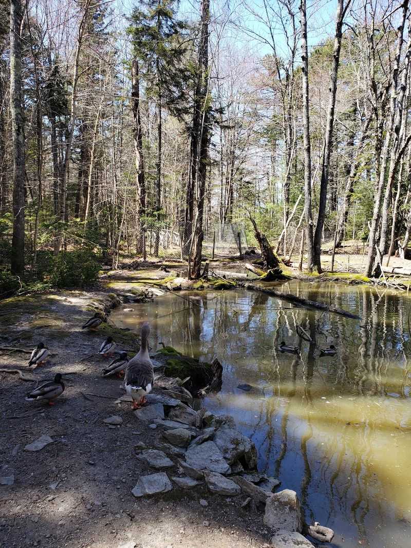 A Vital Rest Stop For Migrating Birds A Vital Rest Stop For Migrating Birds