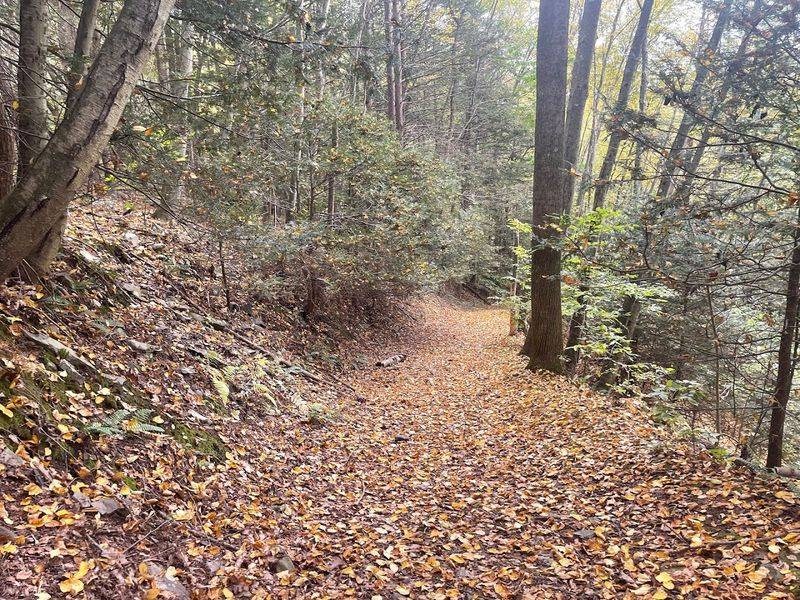 The Hike to the Falls Is Half the Fun