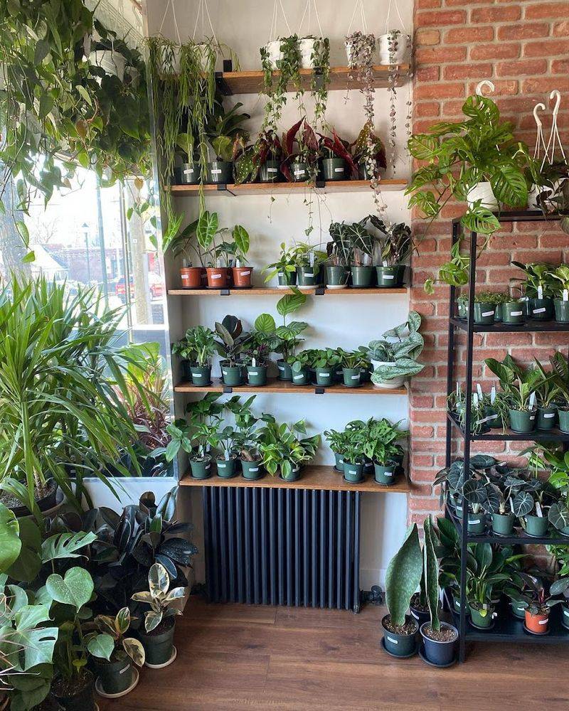 Always Ahead Of Plant Trends