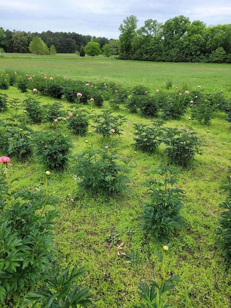 Twelve Acres Of Color