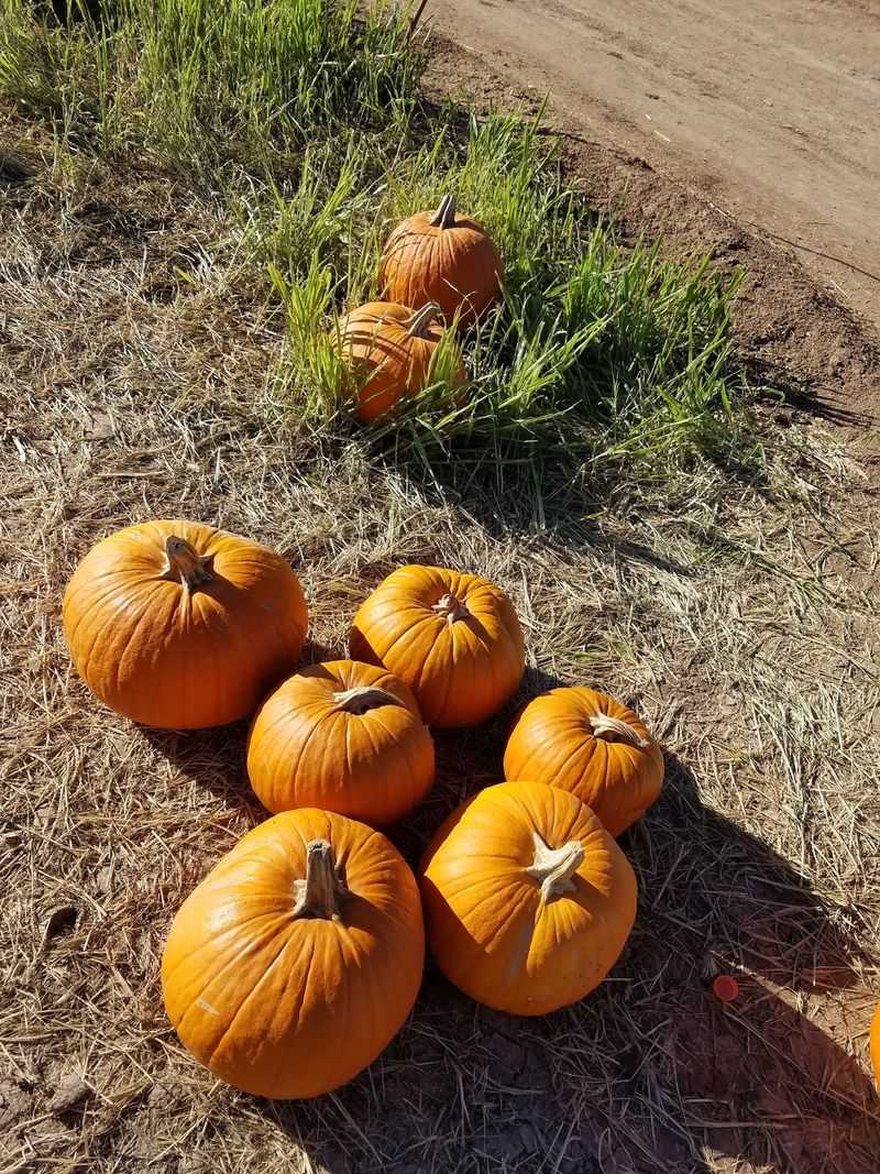 A West Valley Farm That Throws A Month-Long Fall Party