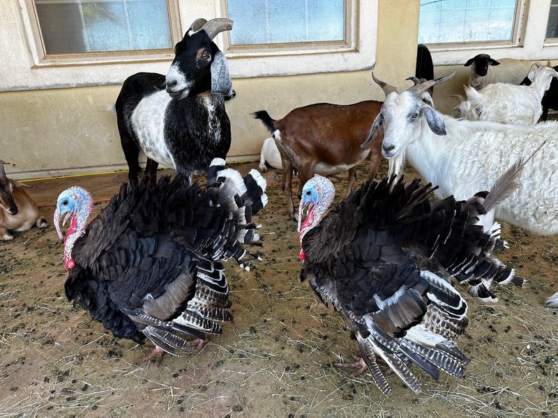 A West Valley Haven for Farm Animals A West Valley Haven for Farm Animals