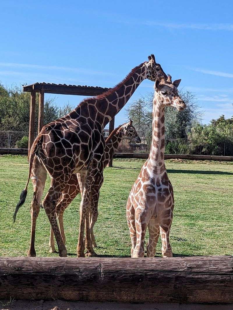 A West Valley Zoo That Packs Three Parks Into One Ticket