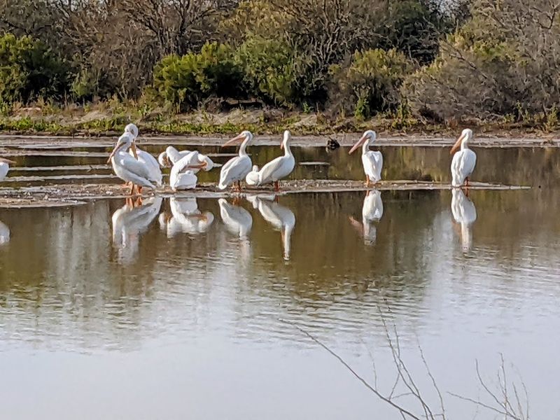 A Wetland Sanctuary in the Heart of Gilbert