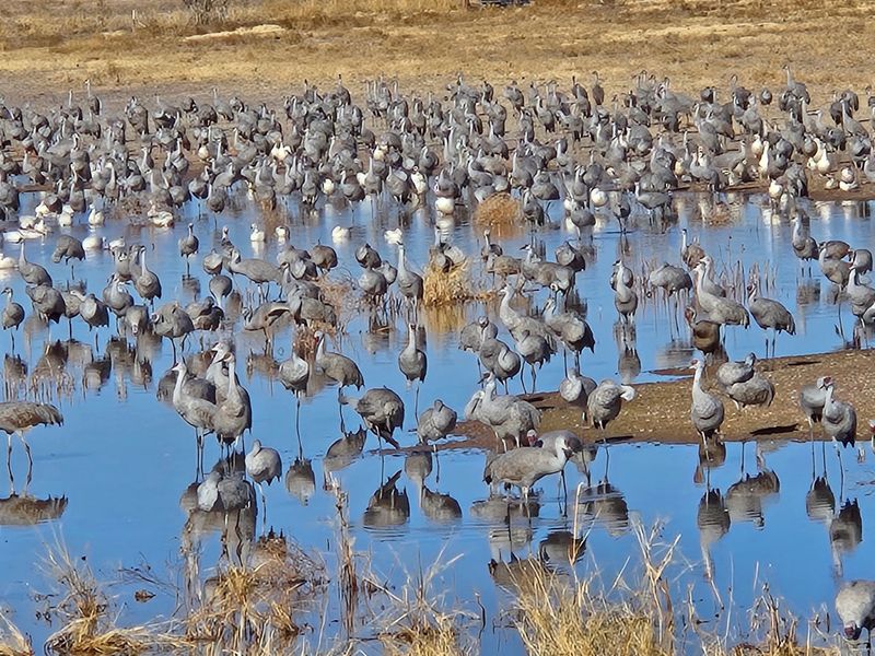A Wetland Wonderland in the Sulphur Springs Valley