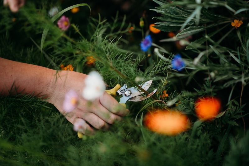 Learn The Proper Technique For Cutting Fresh Stems