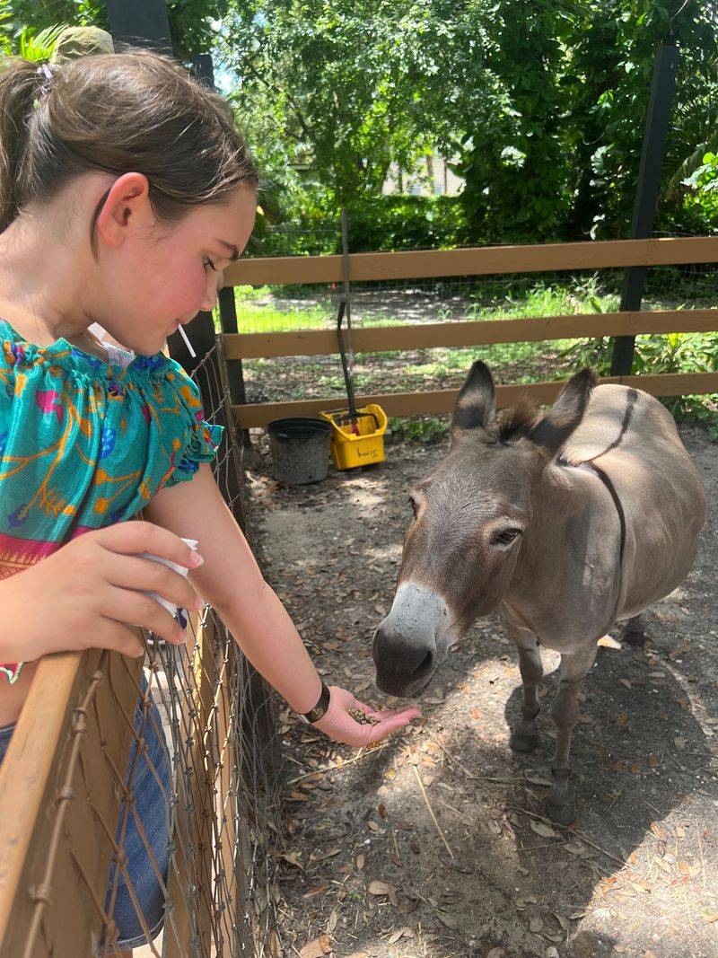 A Whole Barnyard Of Animals To Meet