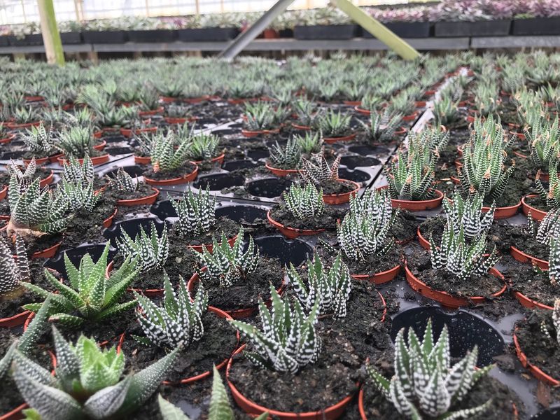 A Wide Range Of Plant Sizes For Different Budgets