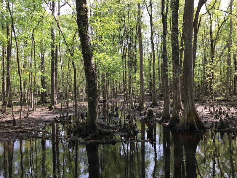A Wild Boardwalk Called The Great Swamp Sanctuary