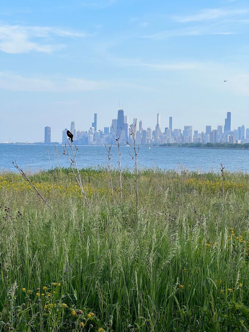 A Wild Corner On The Chicago Lakefront