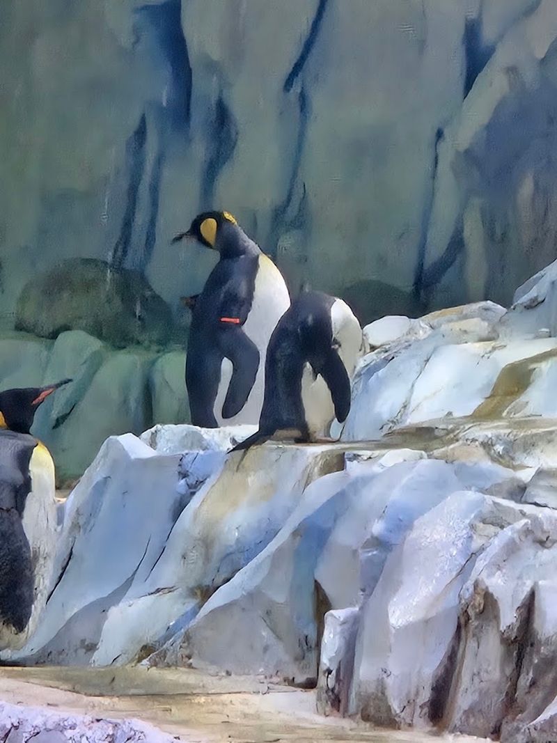 Brave The Arctic Ring Of Life Tunnel