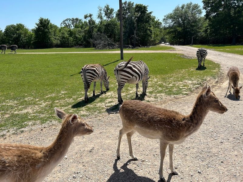 The Drive-Through Safari Experience That Changes Everything